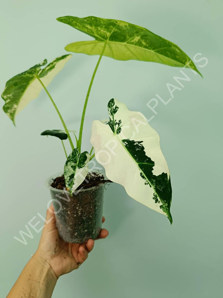 Alocasia micholitziana frydek variegata