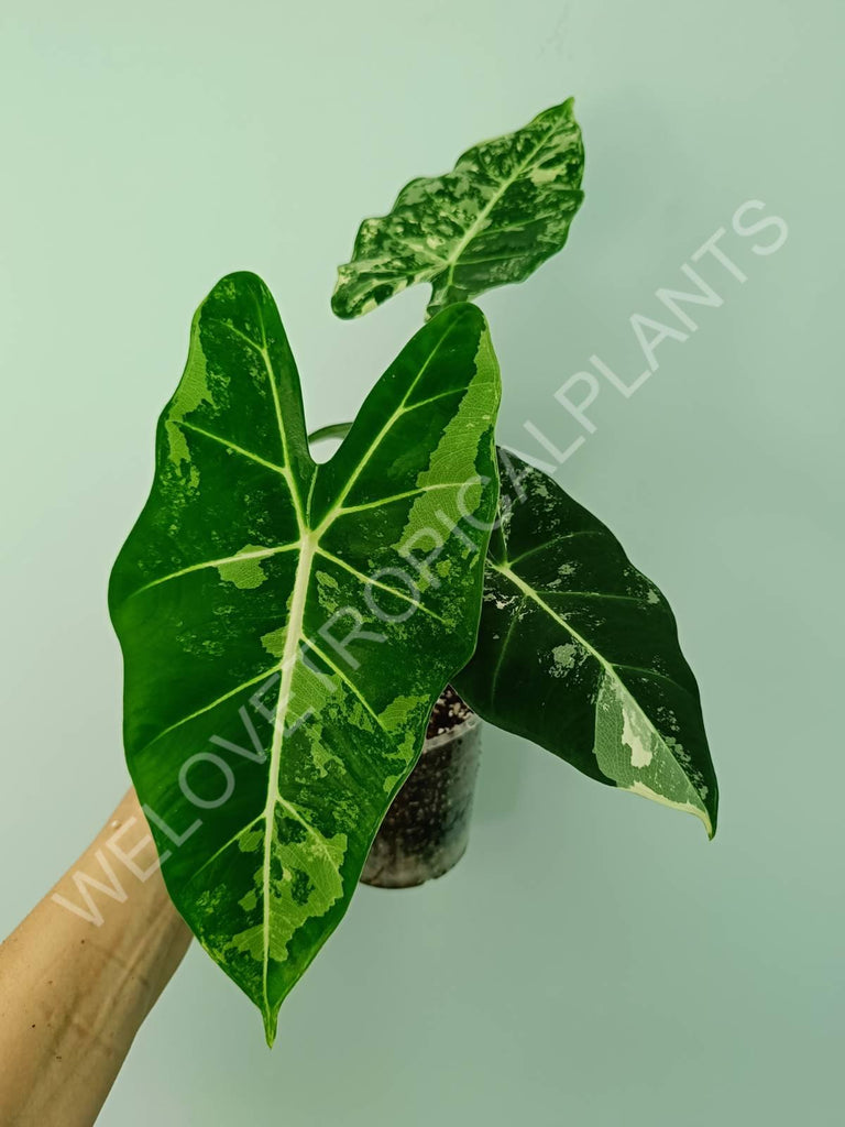 Alocasia micholitziana frydek variegata