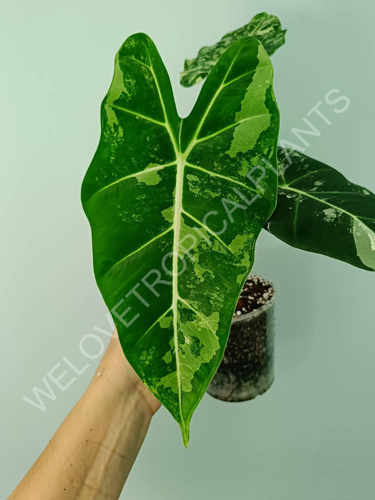 Alocasia micholitziana frydek variegata