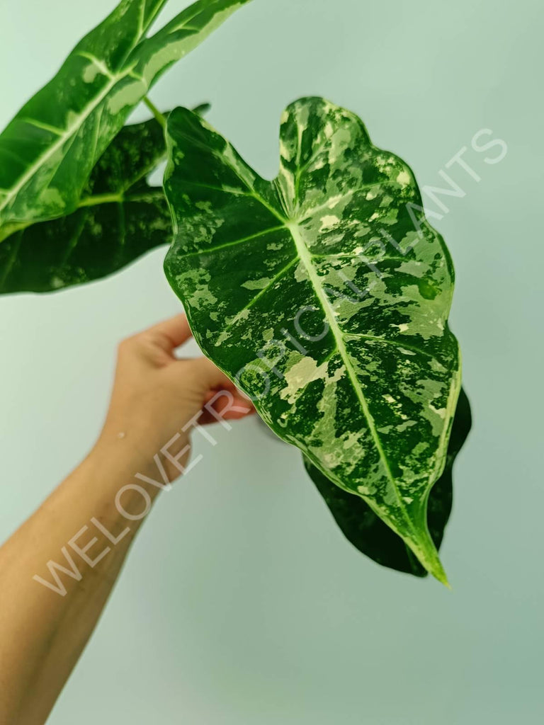 Alocasia micholitziana frydek variegata