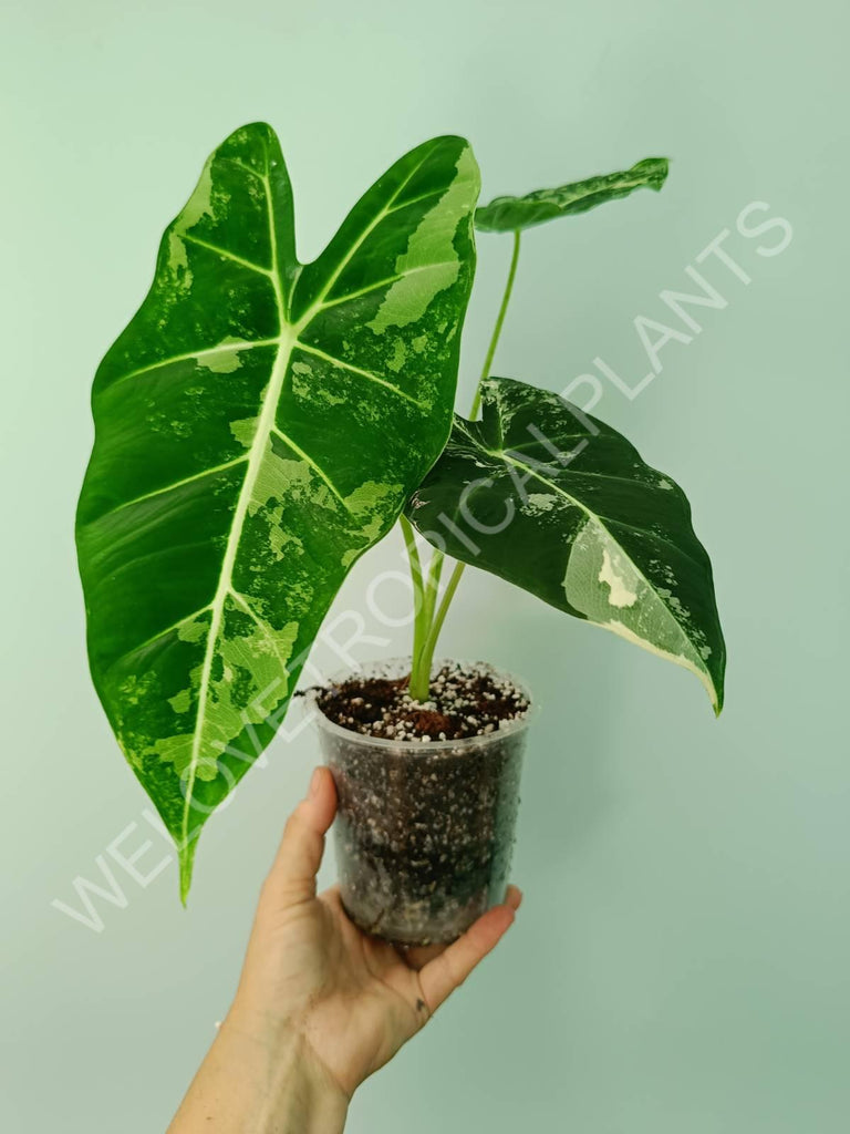 Alocasia micholitziana frydek variegata