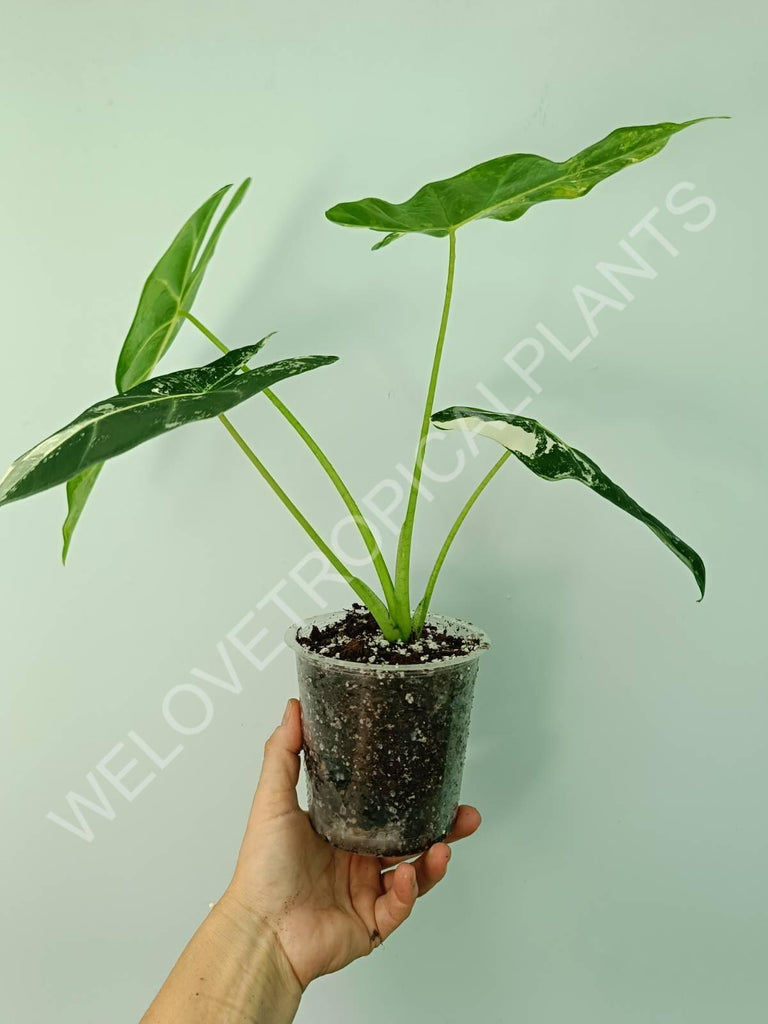 Alocasia micholitziana frydek variegata