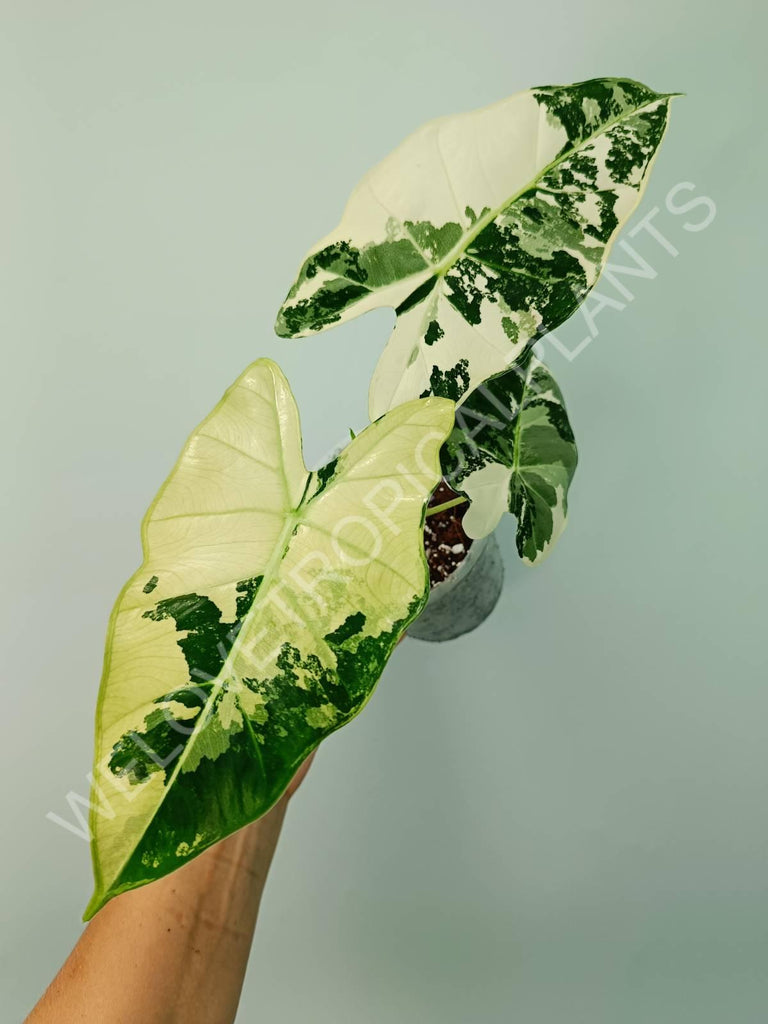 Alocasia micholitziana frydek variegata