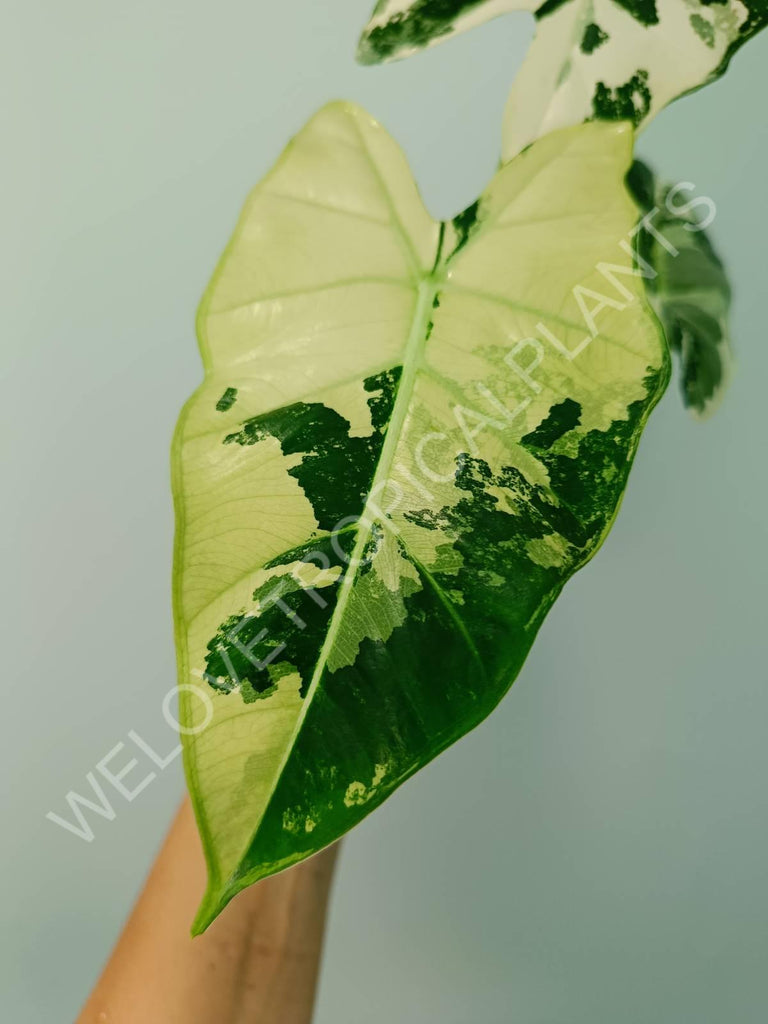 Alocasia micholitziana frydek variegata