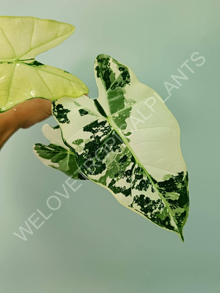 Alocasia micholitziana frydek variegata