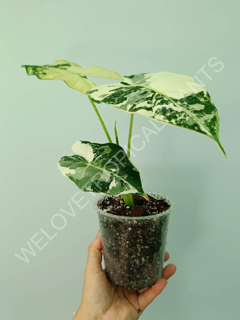 Alocasia micholitziana frydek variegata