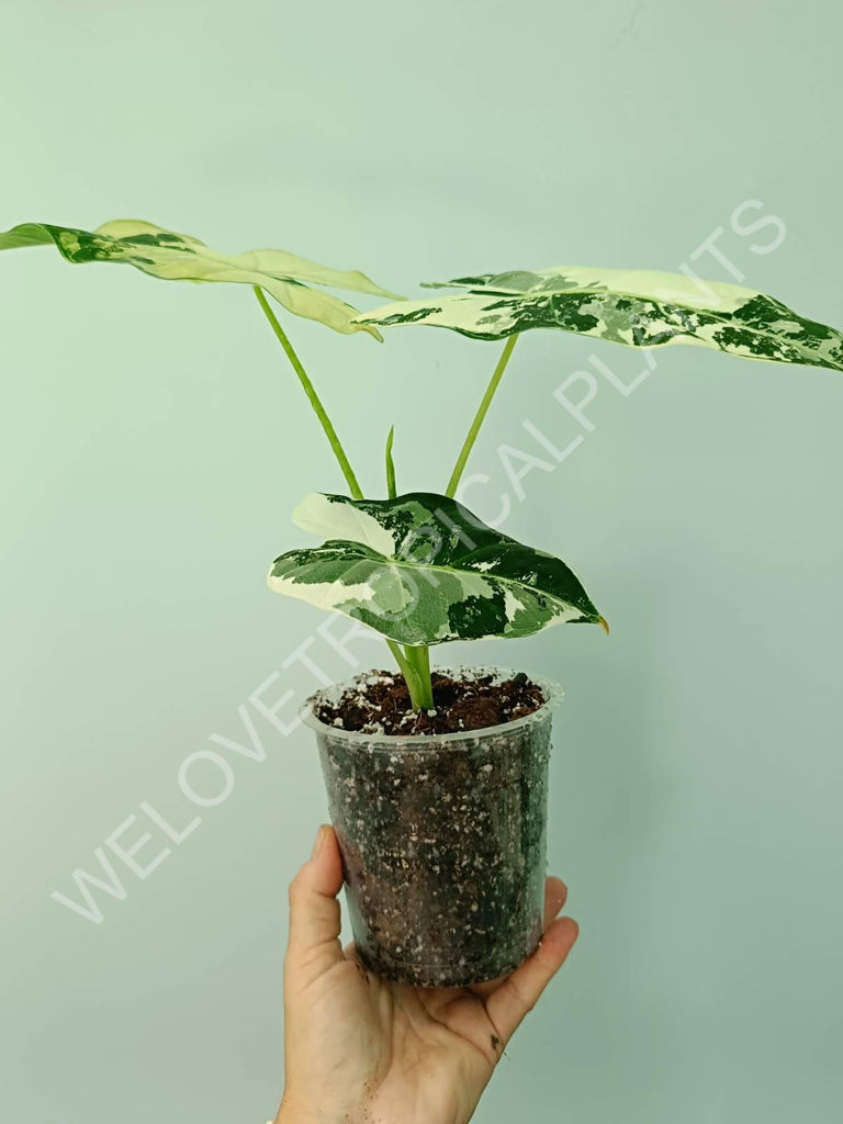 Alocasia micholitziana frydek variegata