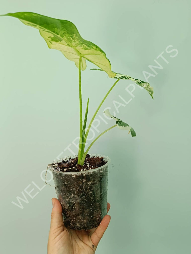 Alocasia micholitziana frydek variegata