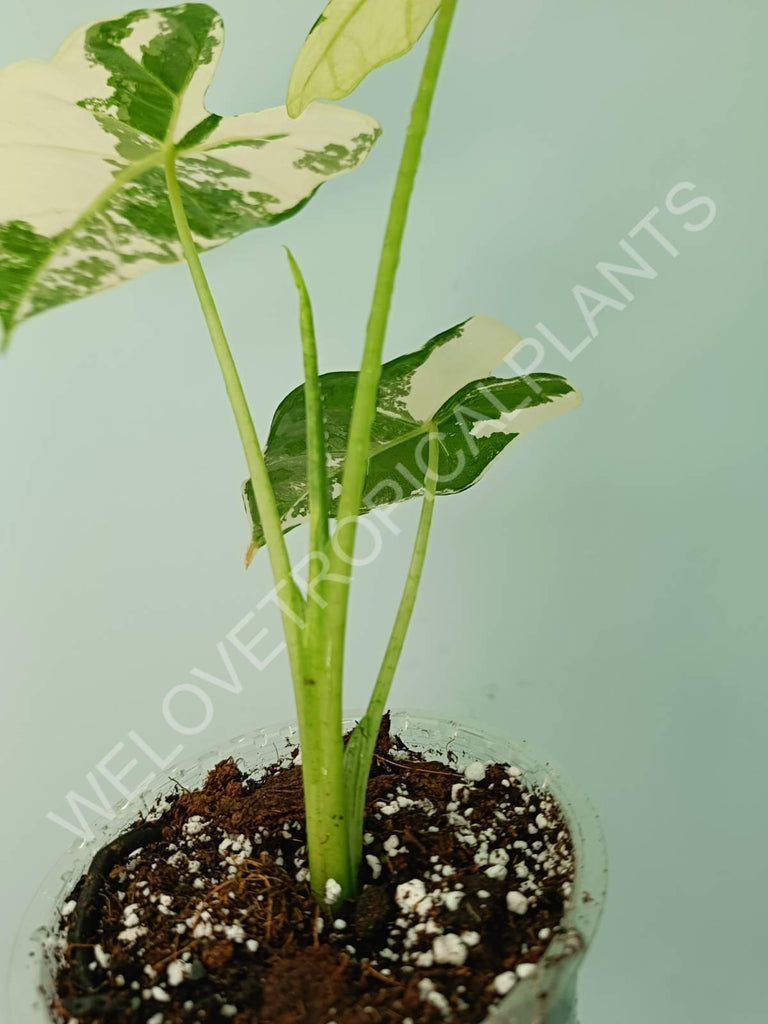 Alocasia micholitziana frydek variegata