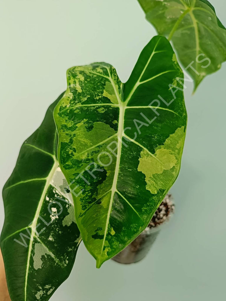 Alocasia micholitziana frydek variegata