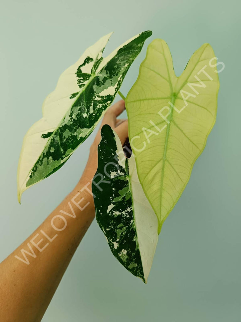 Alocasia micholitziana frydek variegata