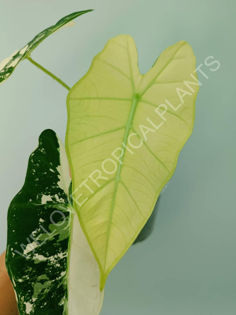 Alocasia micholitziana frydek variegata