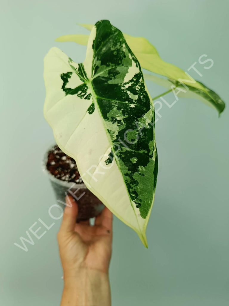 Alocasia micholitziana frydek variegata