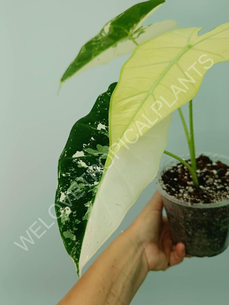 Alocasia micholitziana frydek variegata