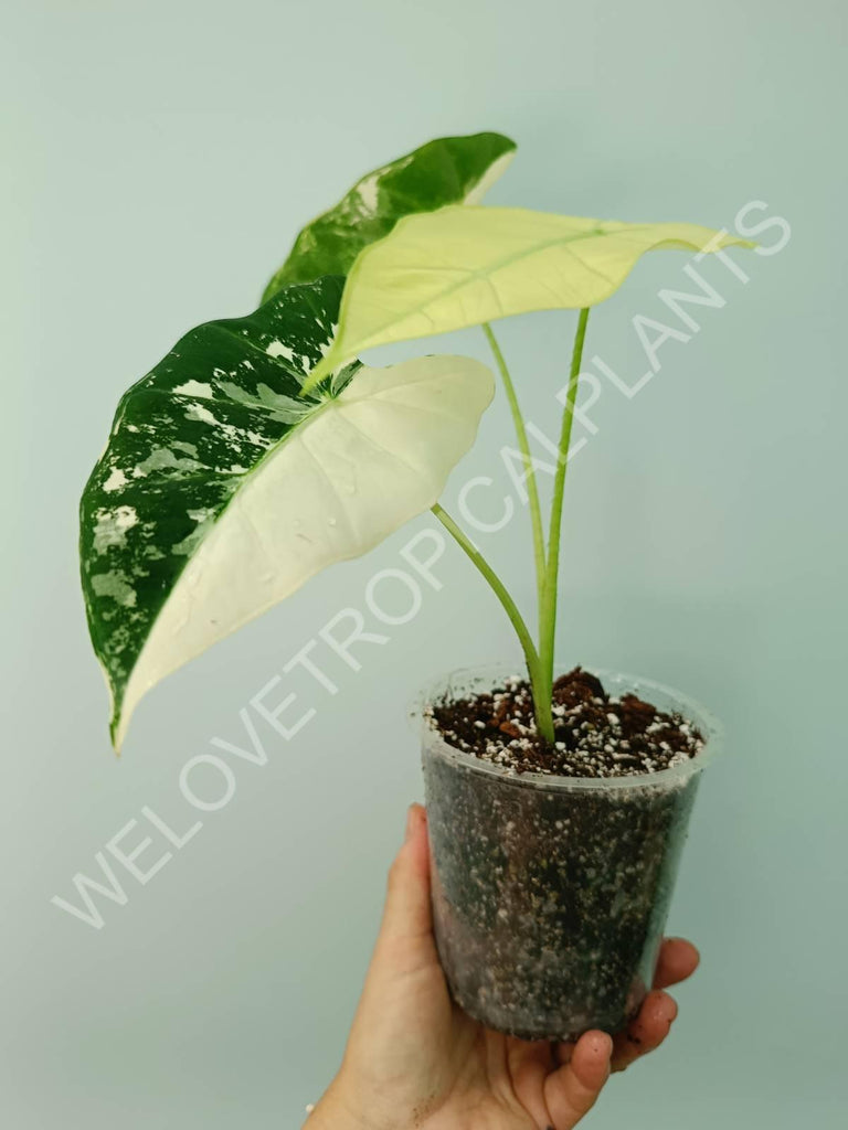 Alocasia micholitziana frydek variegata