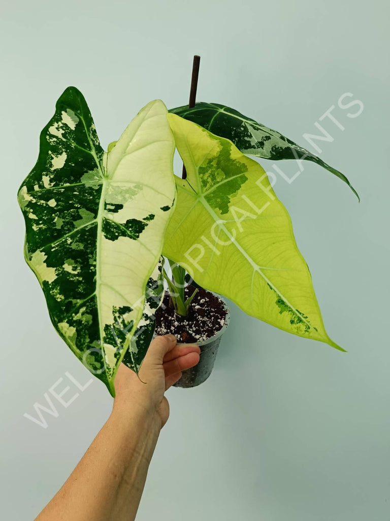 Alocasia micholitziana frydek variegata