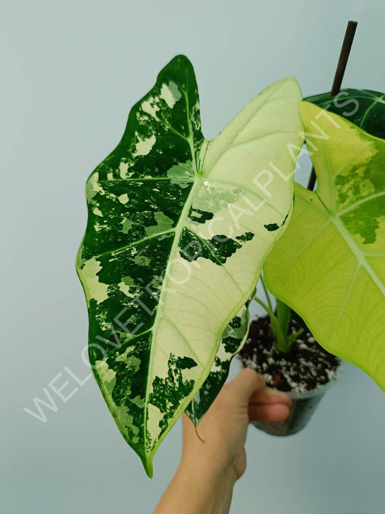 Alocasia micholitziana frydek variegata