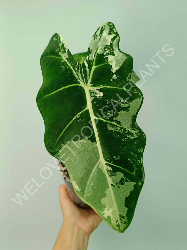 Alocasia micholitziana frydek variegata