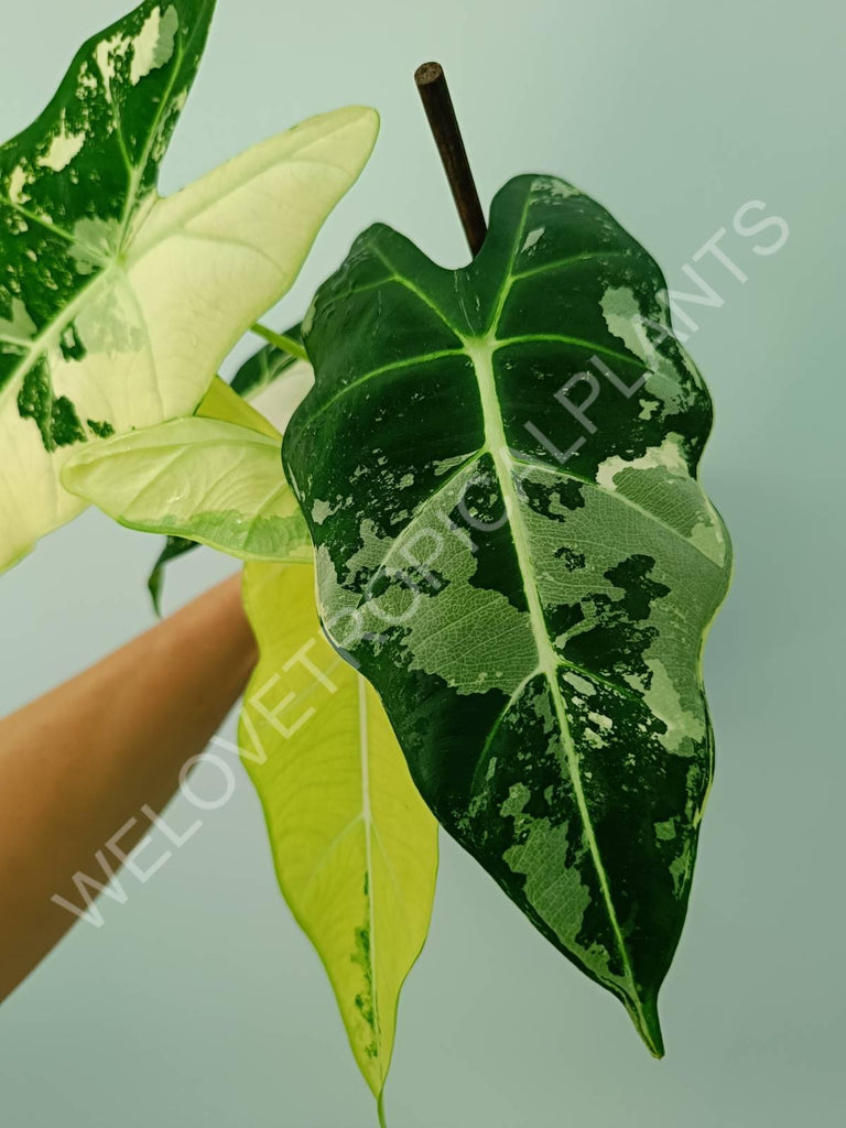 Alocasia micholitziana frydek variegata