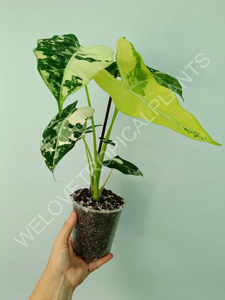 Alocasia micholitziana frydek variegata