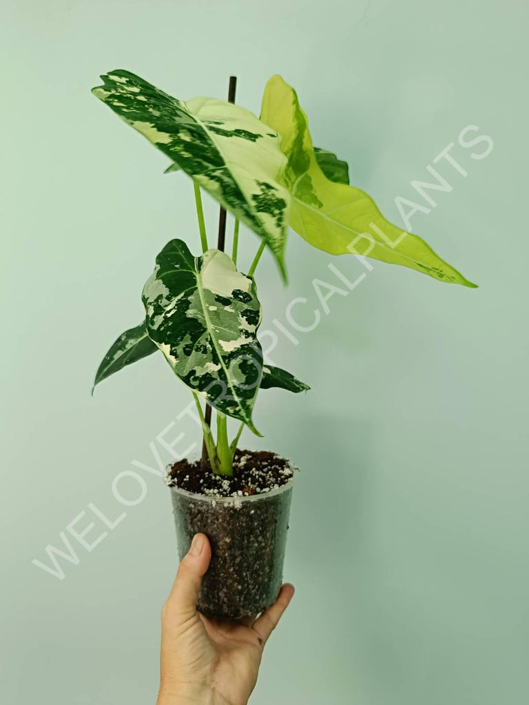 Alocasia micholitziana frydek variegata