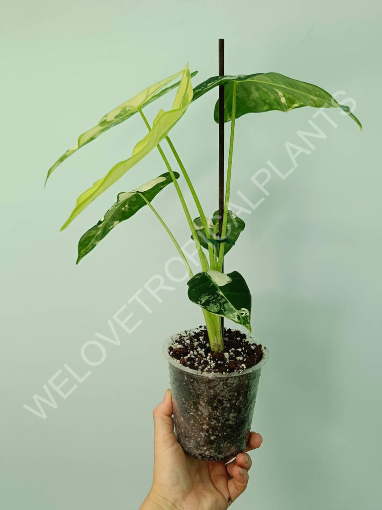 Alocasia micholitziana frydek variegata