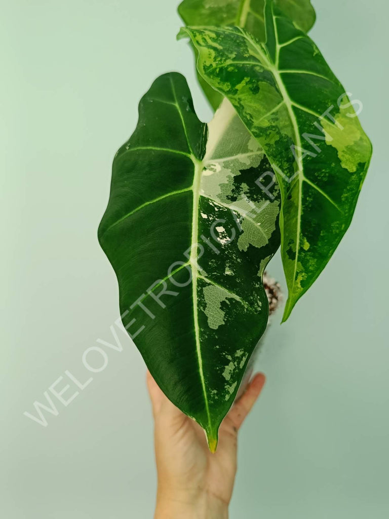 Alocasia micholitziana frydek variegata