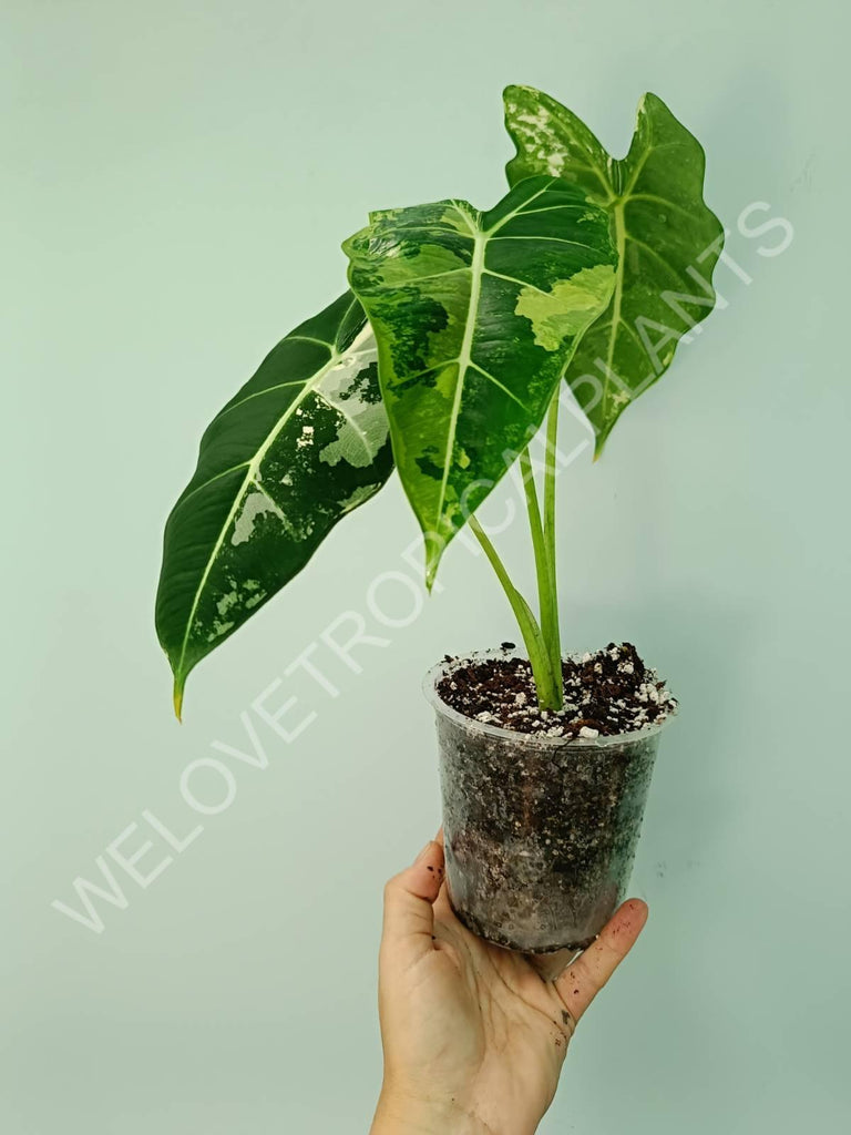 Alocasia micholitziana frydek variegata