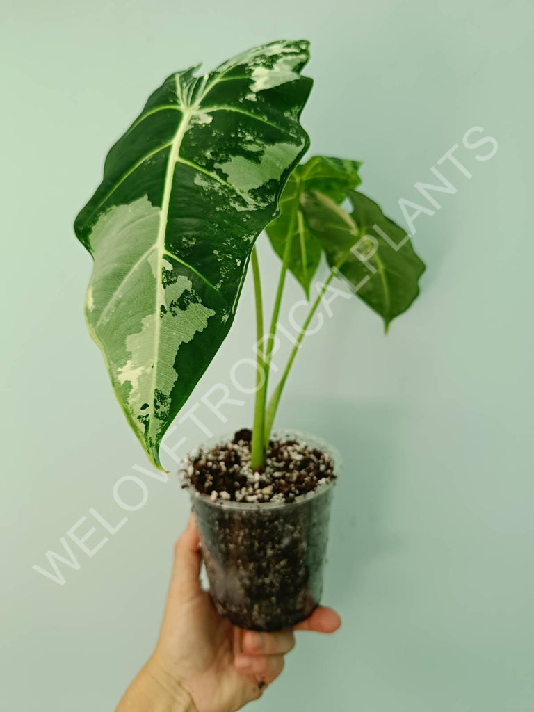 Alocasia micholitziana frydek variegata