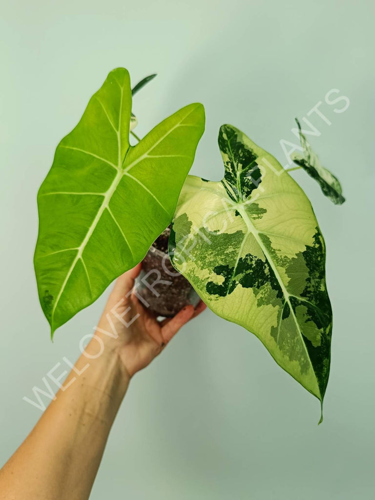 Alocasia micholitziana frydek variegata