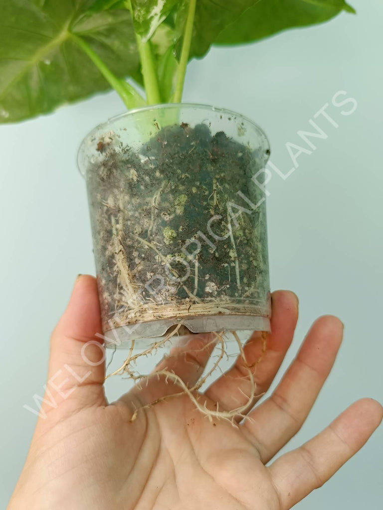 Alocasia micholitziana frydek variegata