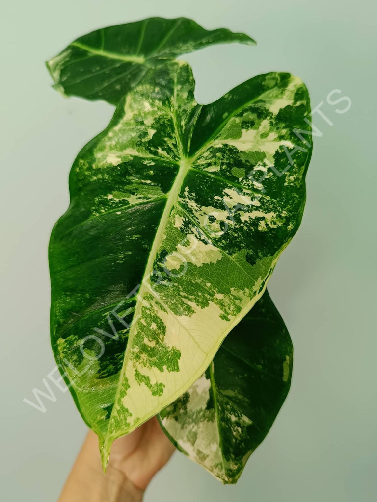 Alocasia micholitziana frydek variegata