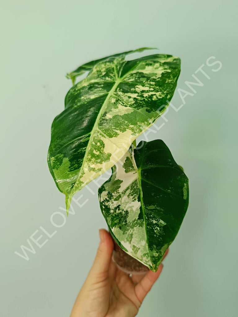 Alocasia micholitziana frydek variegata