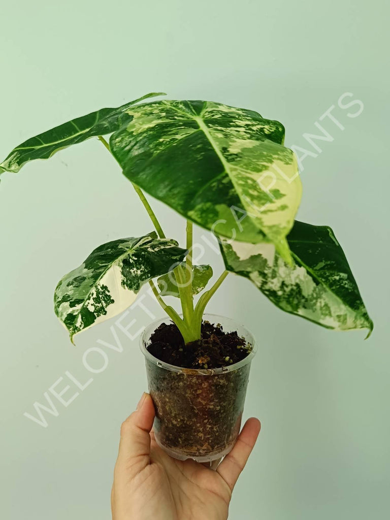 Alocasia micholitziana frydek variegata