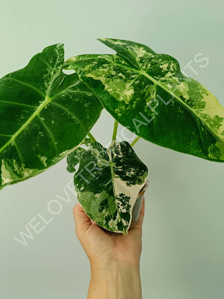 Alocasia micholitziana frydek variegata