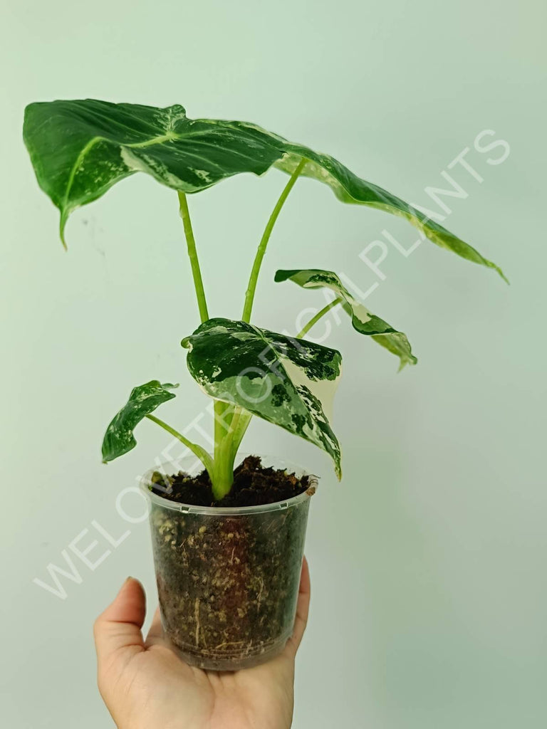 Alocasia micholitziana frydek variegata