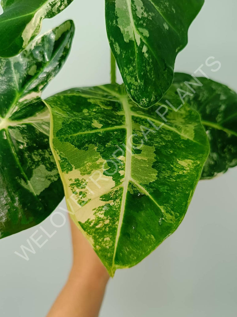 Alocasia micholitziana frydek variegata