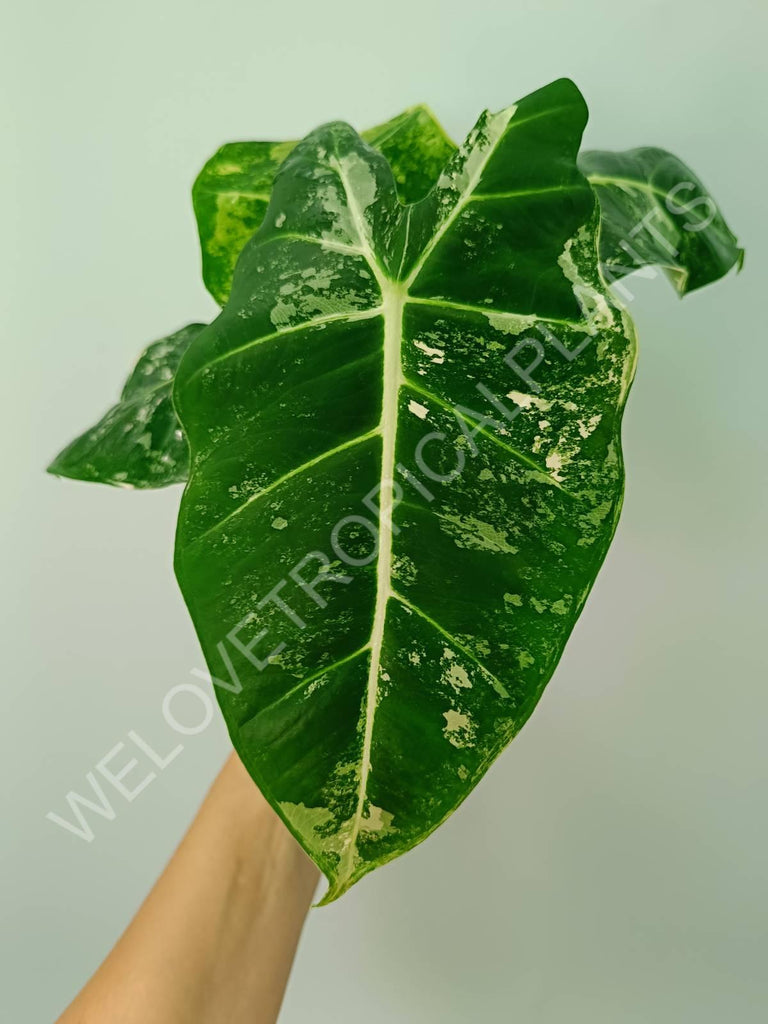 Alocasia micholitziana frydek variegata