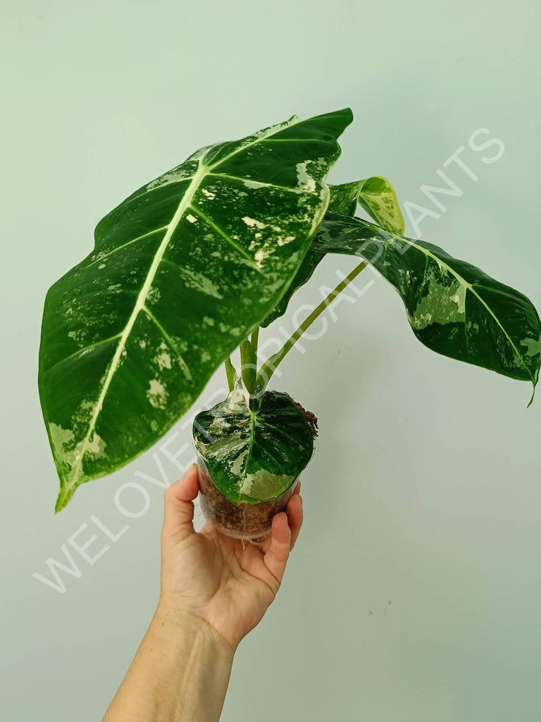 Alocasia micholitziana frydek variegata