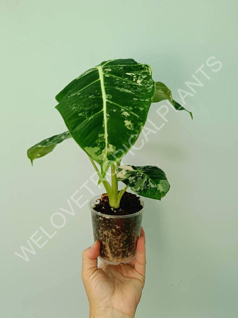 Alocasia micholitziana frydek variegata