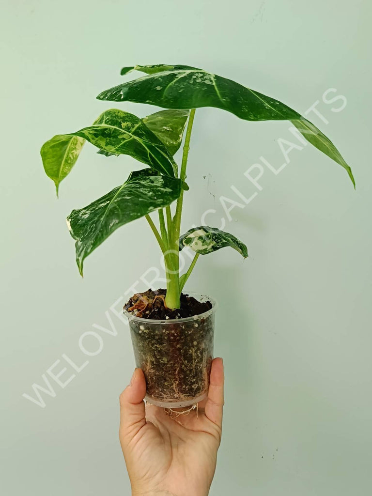 Alocasia micholitziana frydek variegata