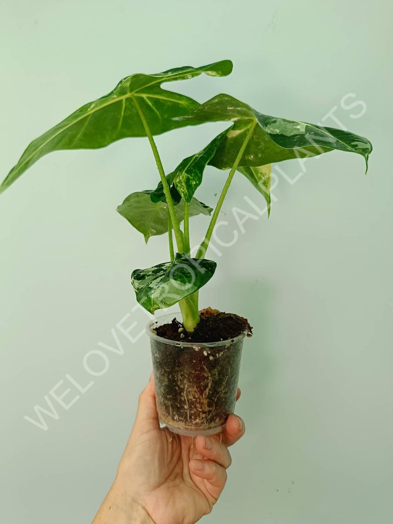 Alocasia micholitziana frydek variegata