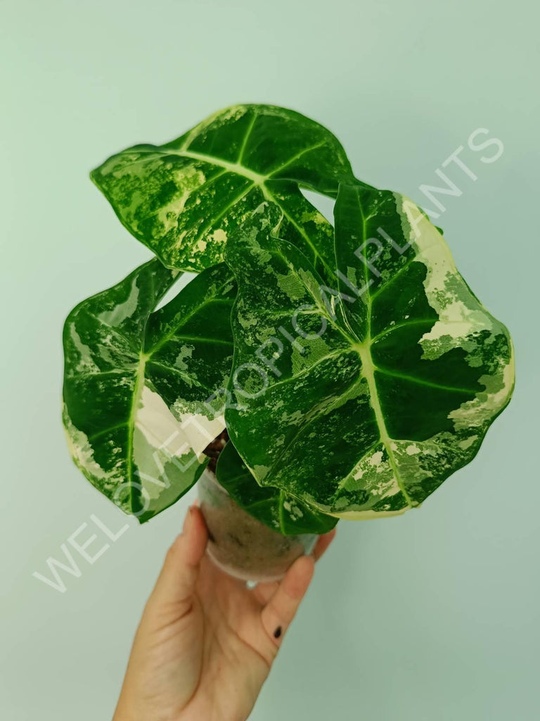 Alocasia micholitziana frydek variegata