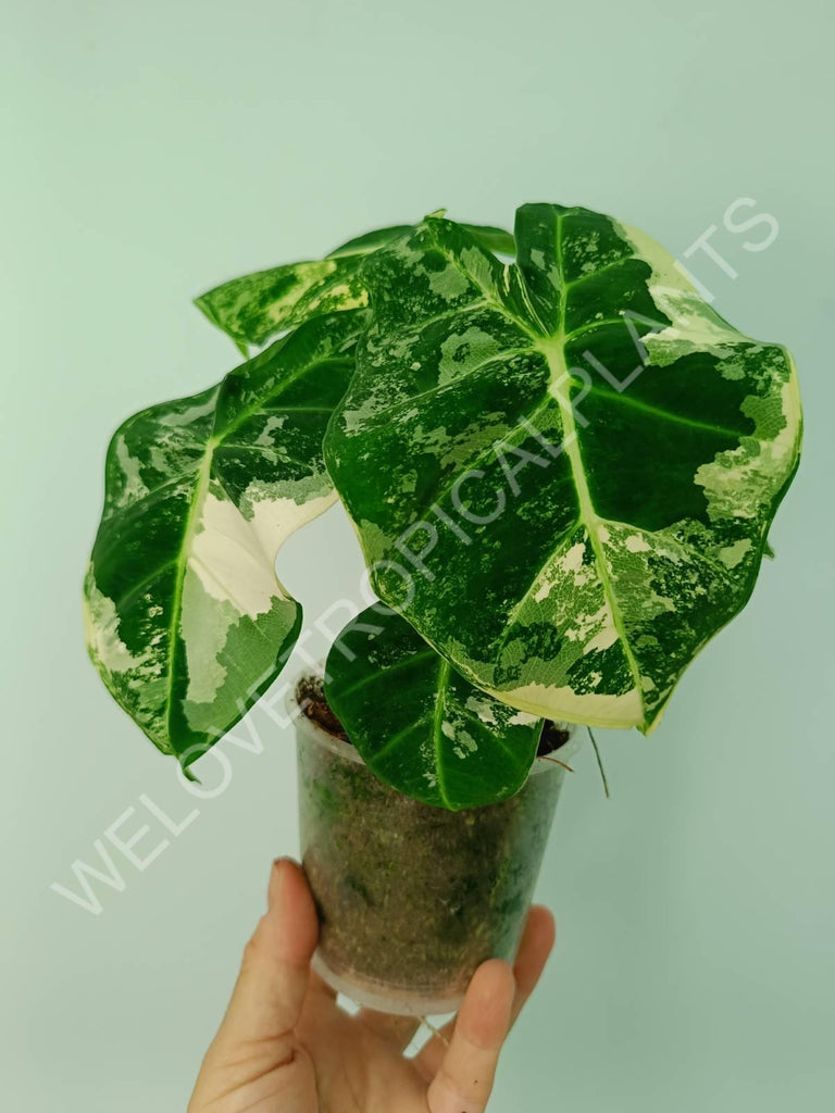 Alocasia micholitziana frydek variegata