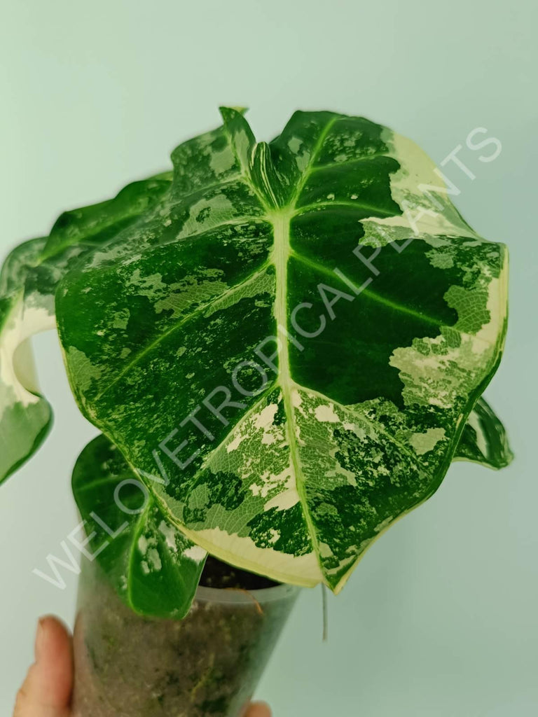 Alocasia micholitziana frydek variegata