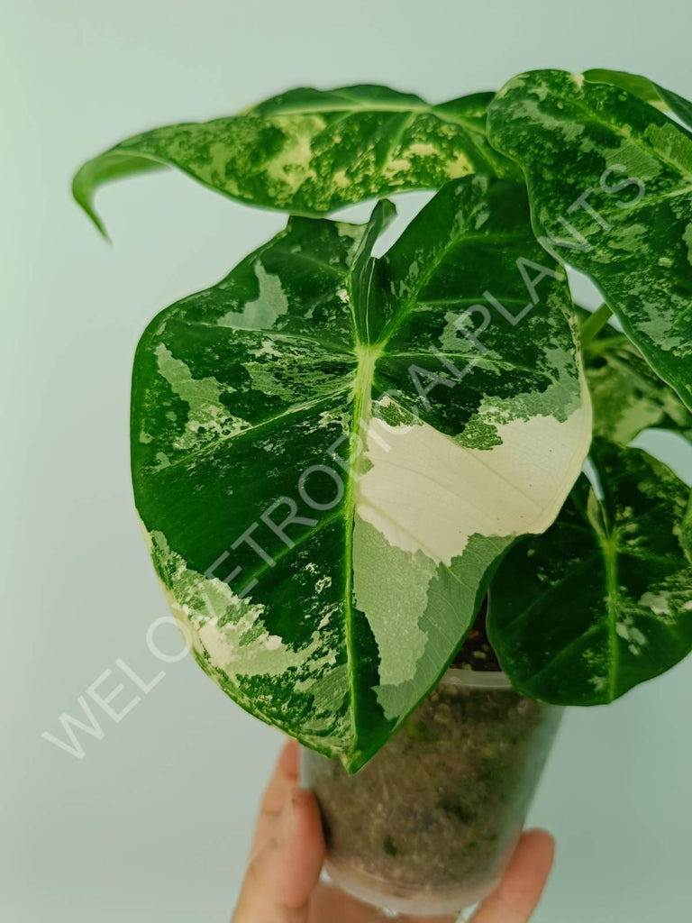 Alocasia micholitziana frydek variegata