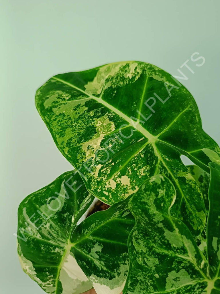 Alocasia micholitziana frydek variegata