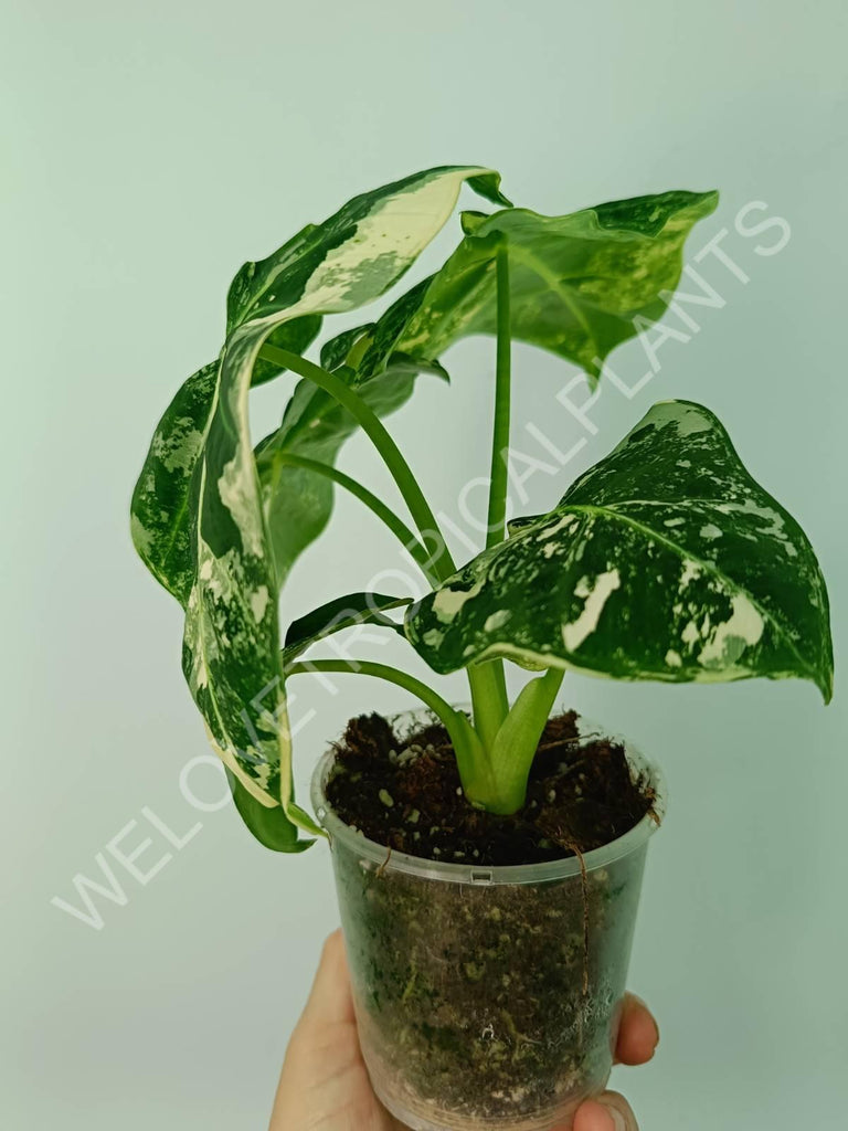 Alocasia micholitziana frydek variegata