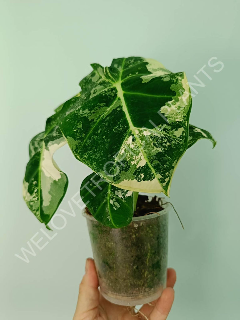 Alocasia micholitziana frydek variegata