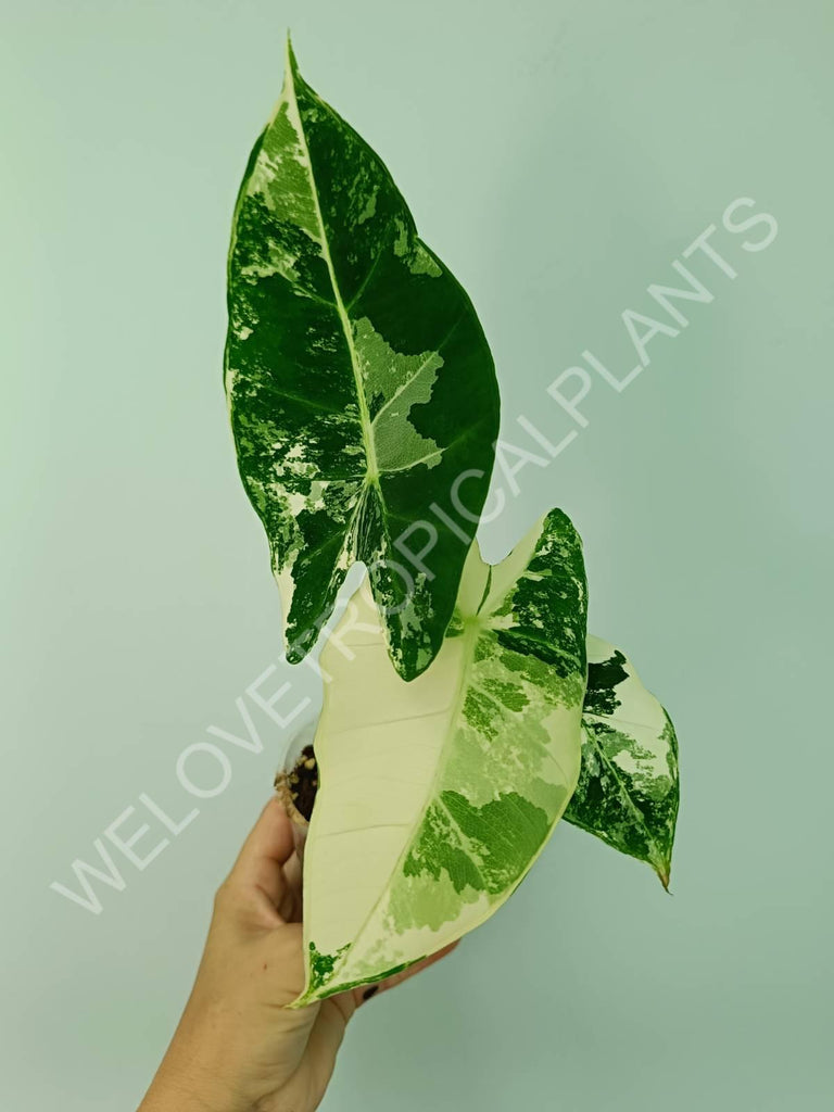 Alocasia micholitziana frydek variegata